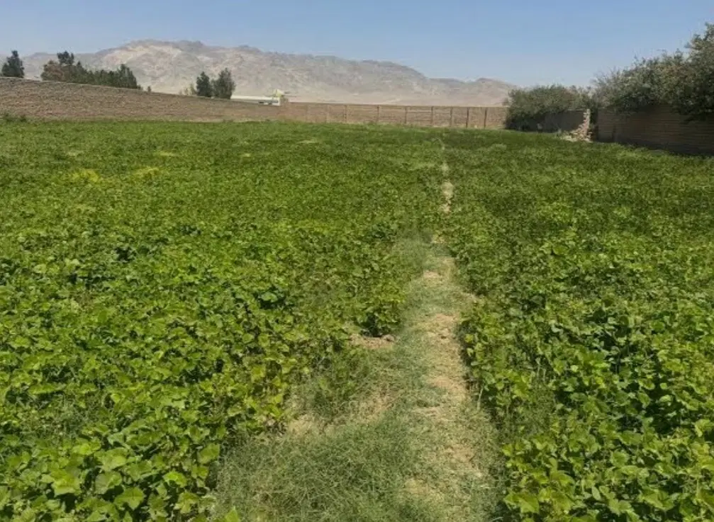 زمین