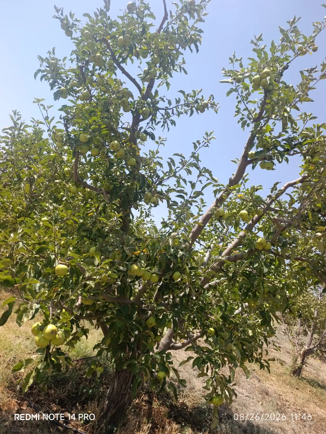 باغ قطره ای در دیزبین