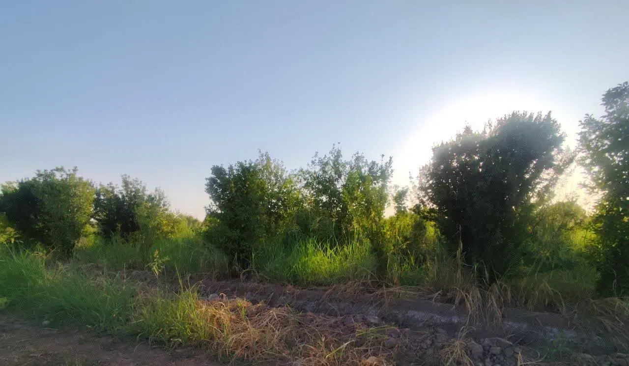 فروش باغچه