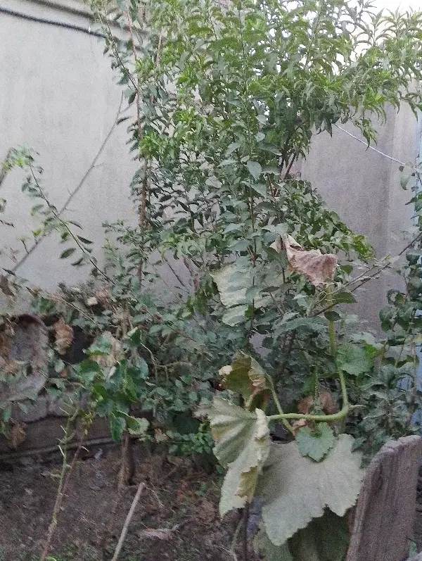 فروش منزل ویلایی