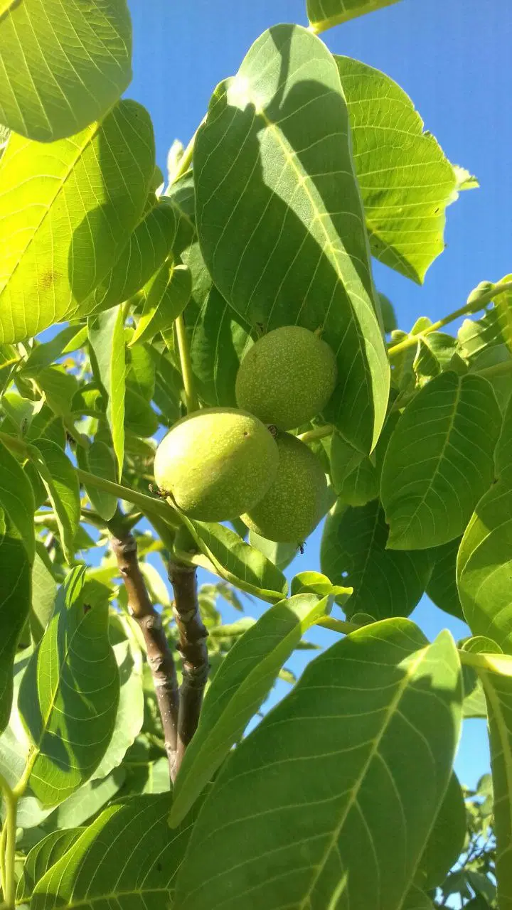 باغ دیباج