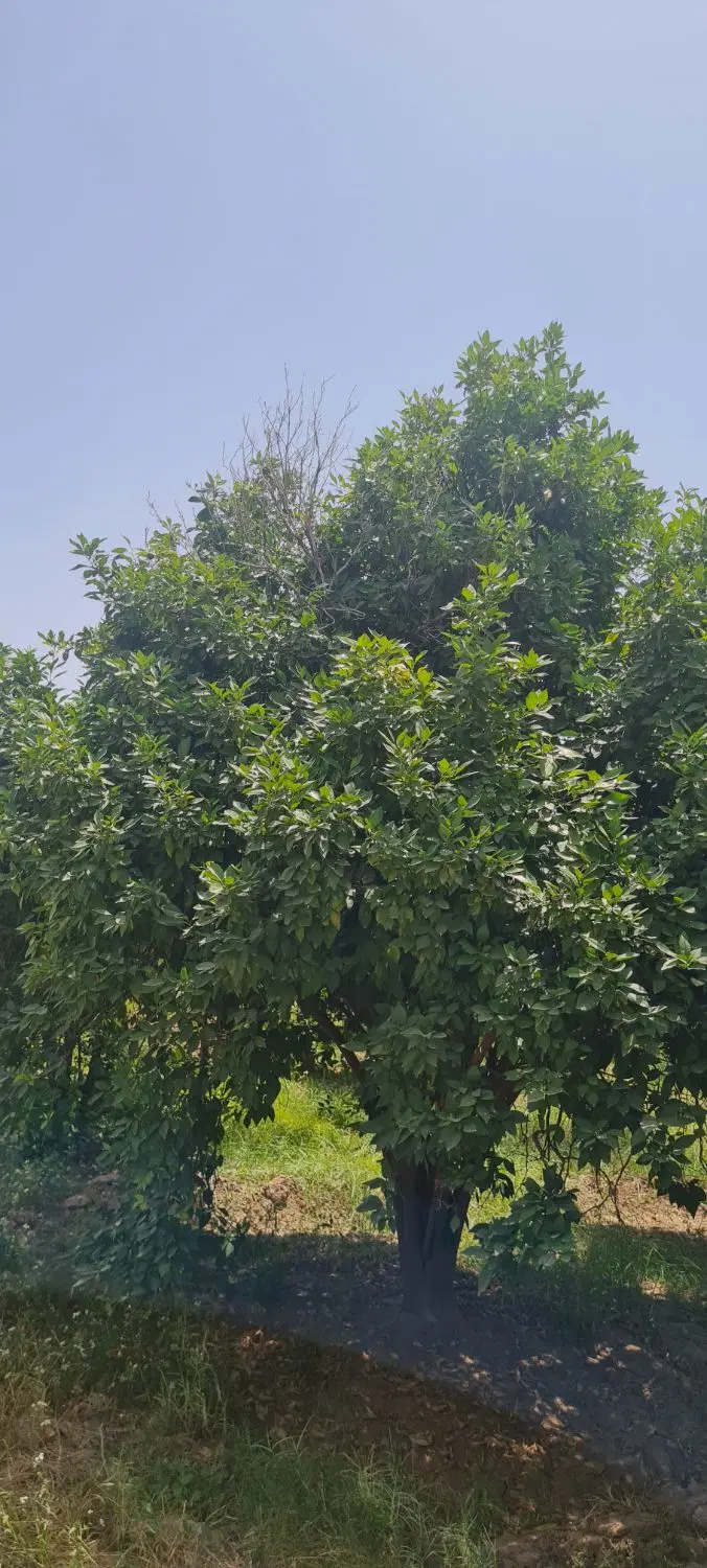 فروش ۲۰۲۴باغ و۳۰۰۰متر زمین یکجا