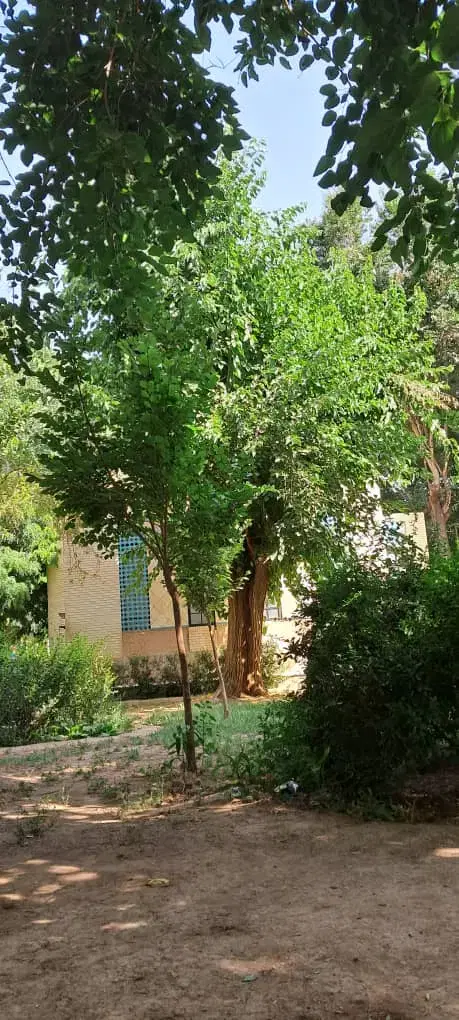 زمین مسکونی علی اباد جنب رسول اباد۰