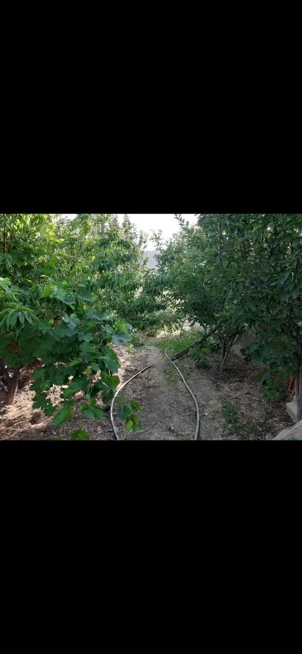 باغچه روستای وشنوه بخش کهک هفتصد و بیست میلیون