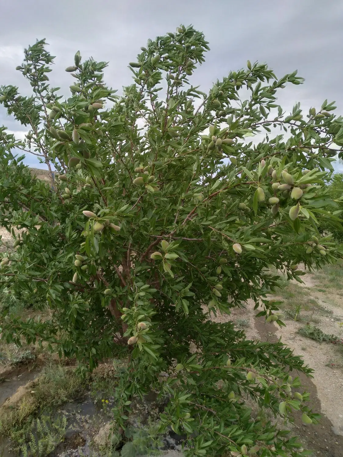 باغ ویلا ۱۰۵۰ متری باآب آذرشهر