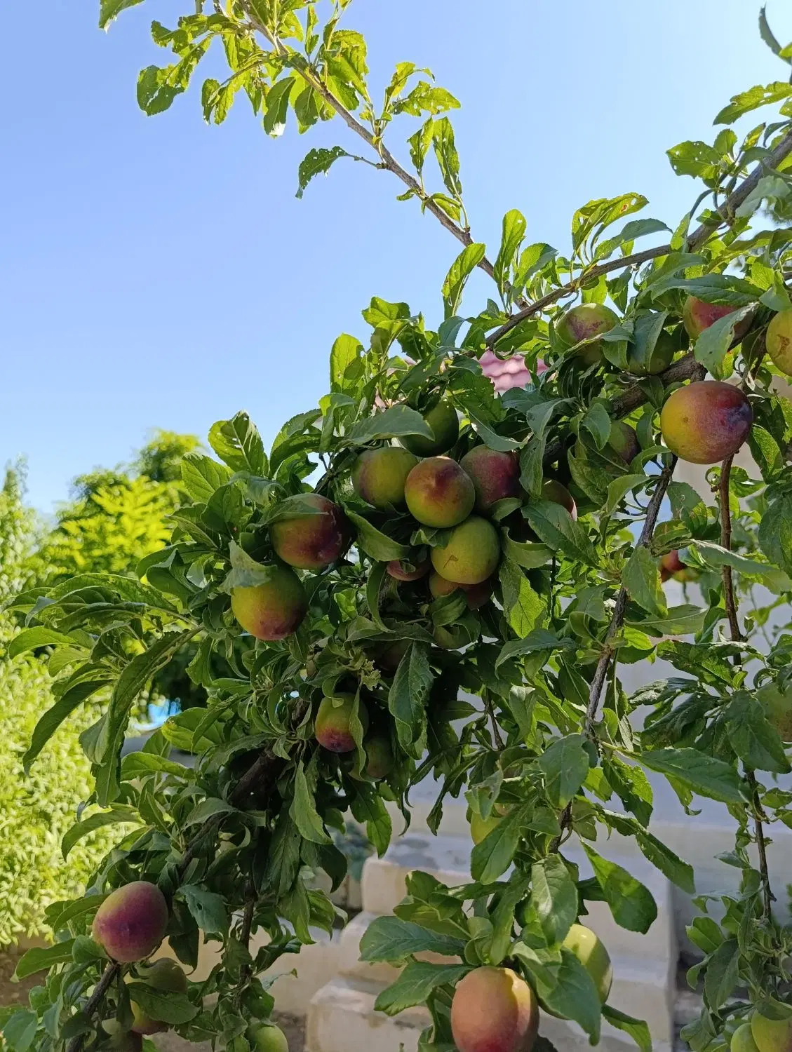 باغ ویلا