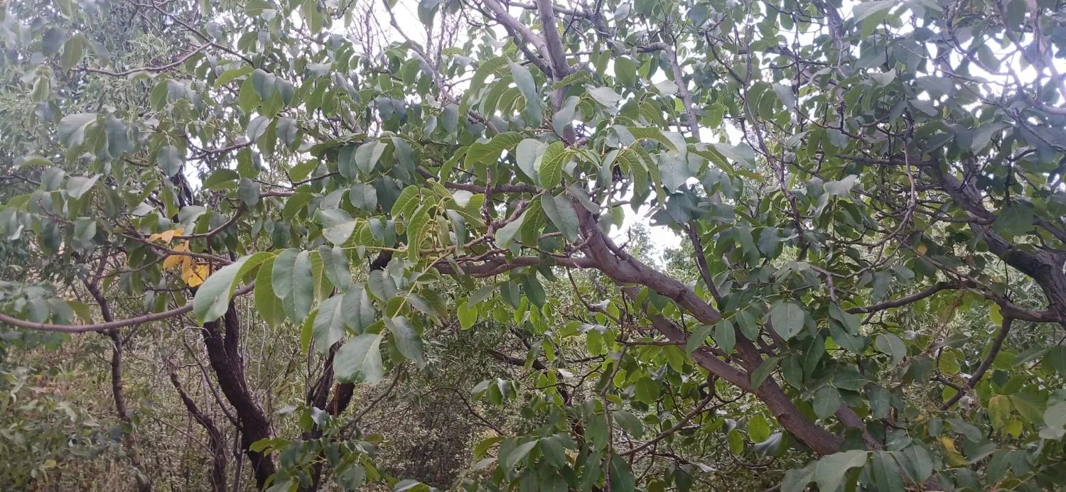 فروش باغ میوه
