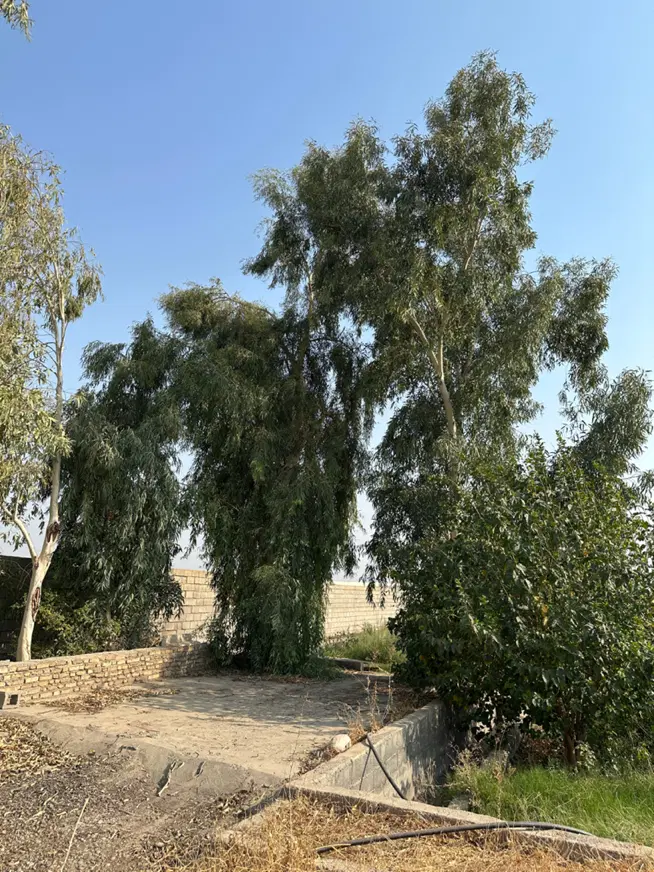 باغچه ازادگان