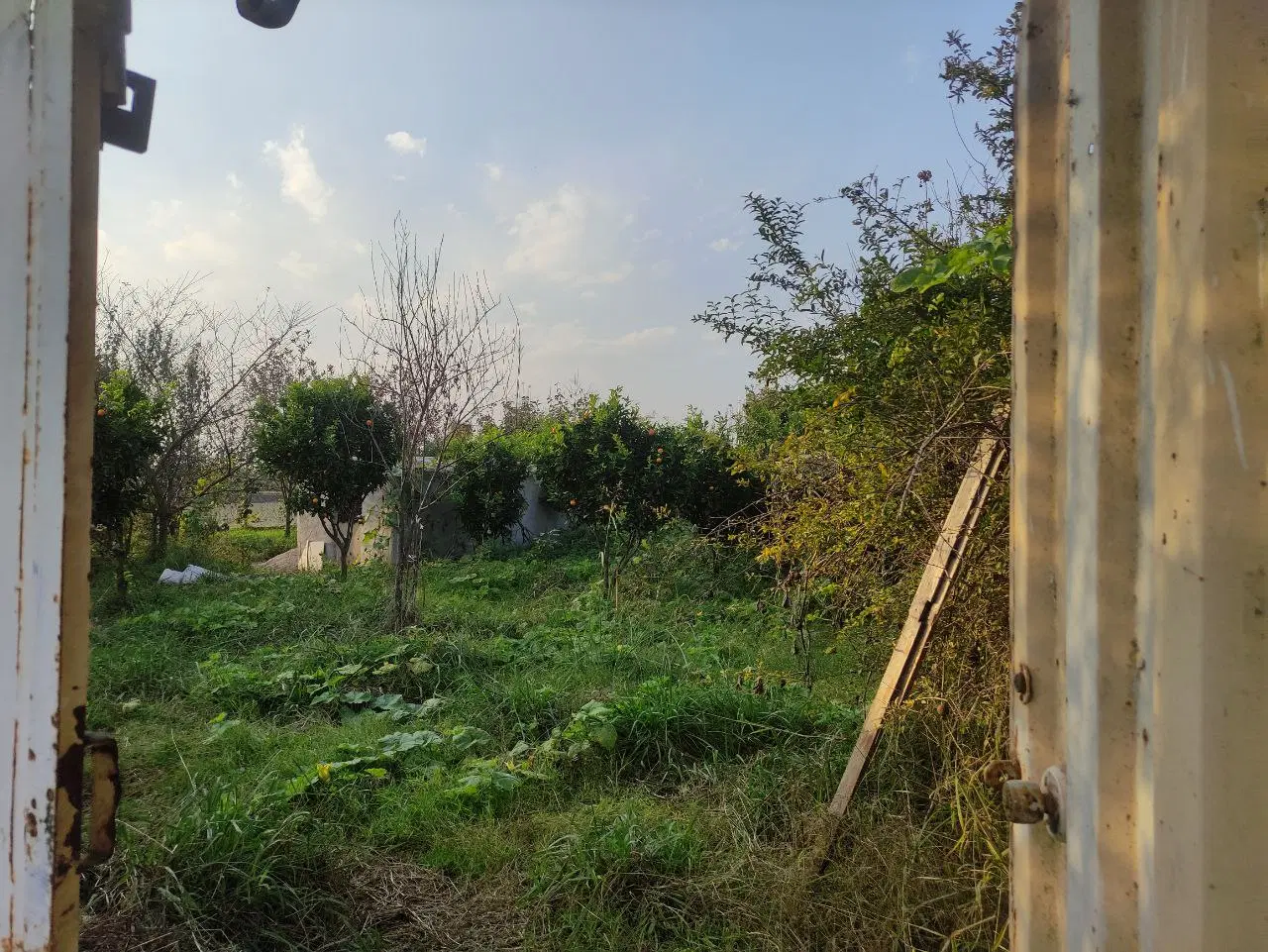 700 متر باغ میوه واقع در آمل روستای اغوزکتی