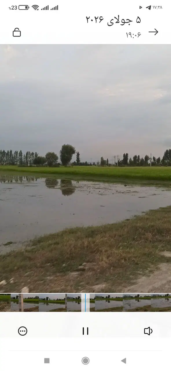 شالیزار