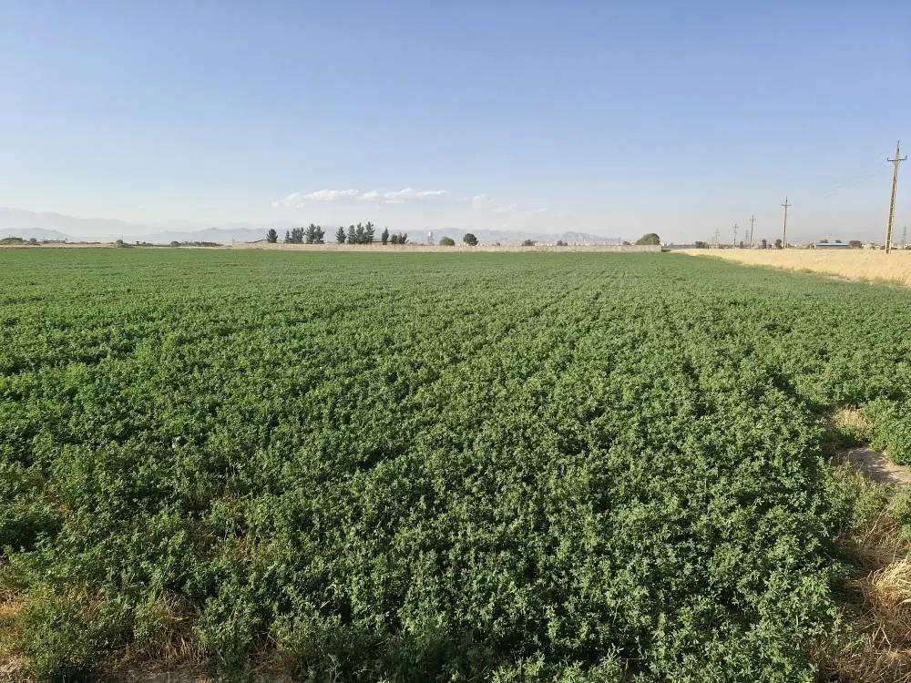 زمین کشاورزی