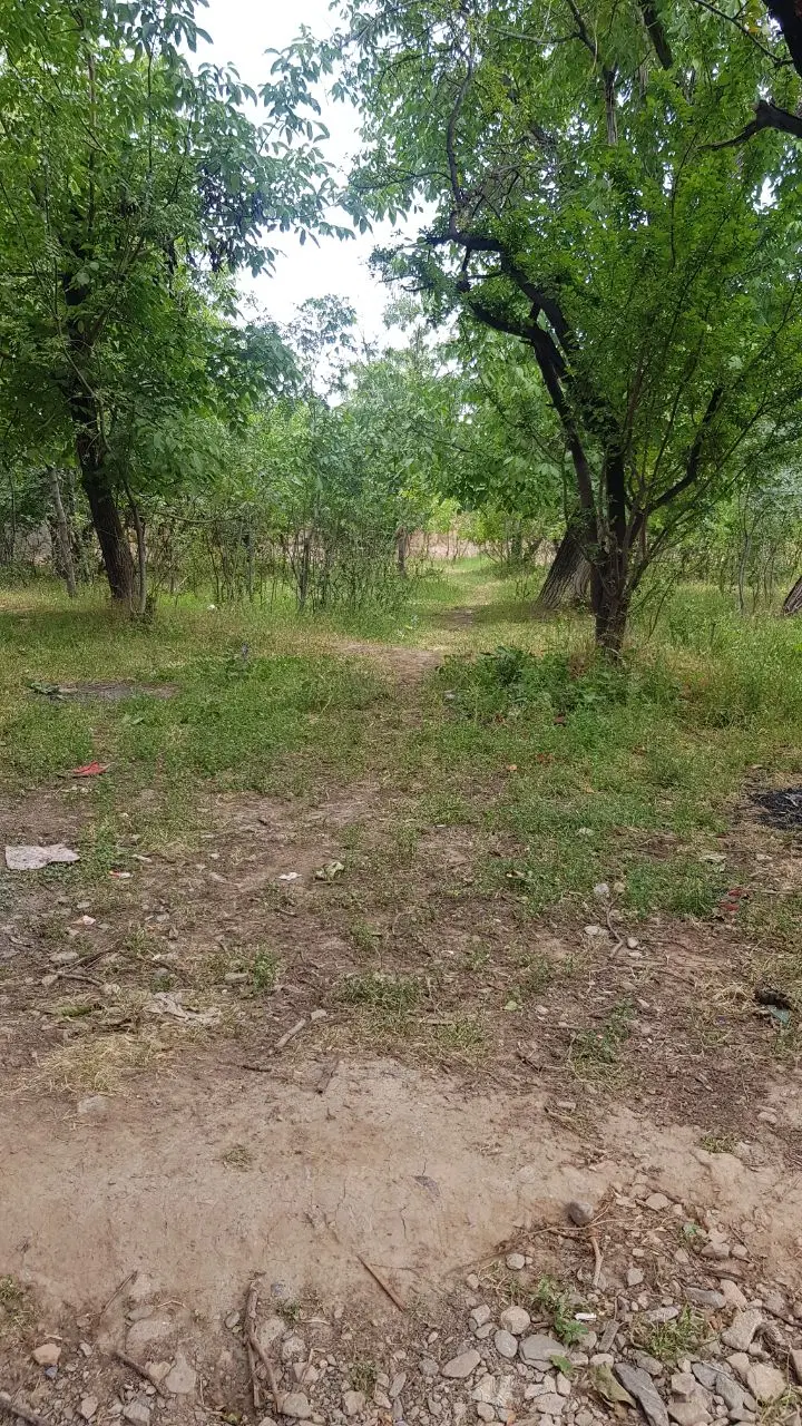 باغ پسته فروشی در نیشابور