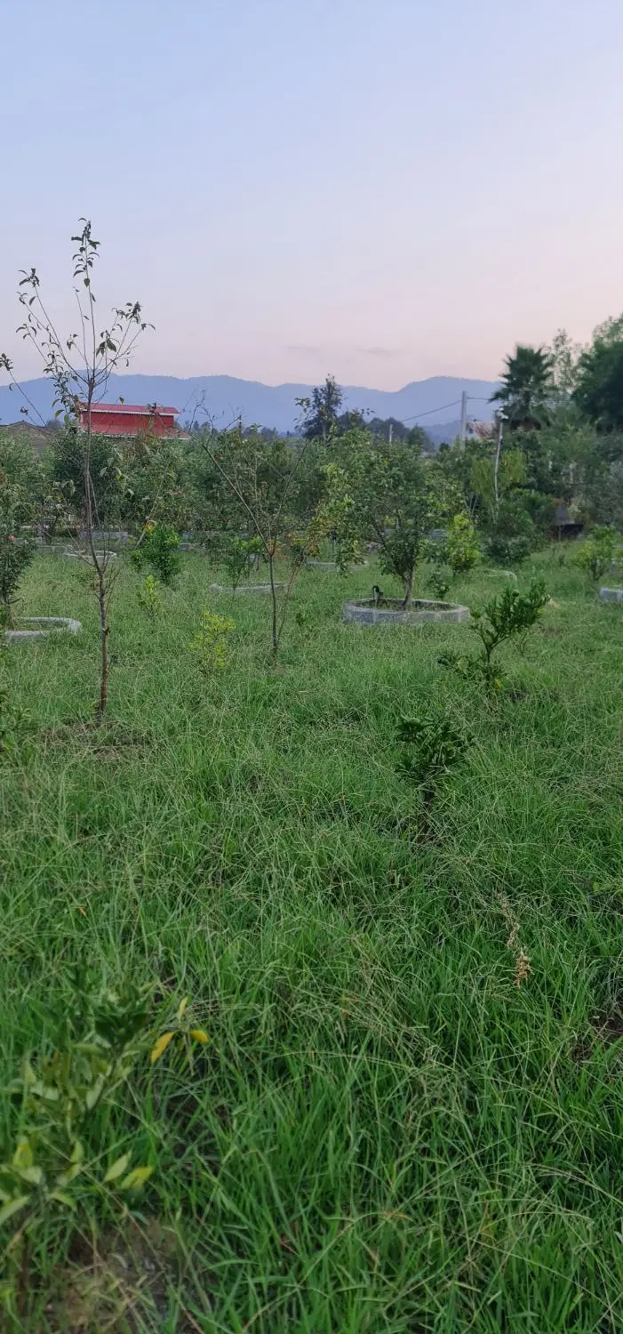 فروش زمین در لاهیجان روستای درجیره
