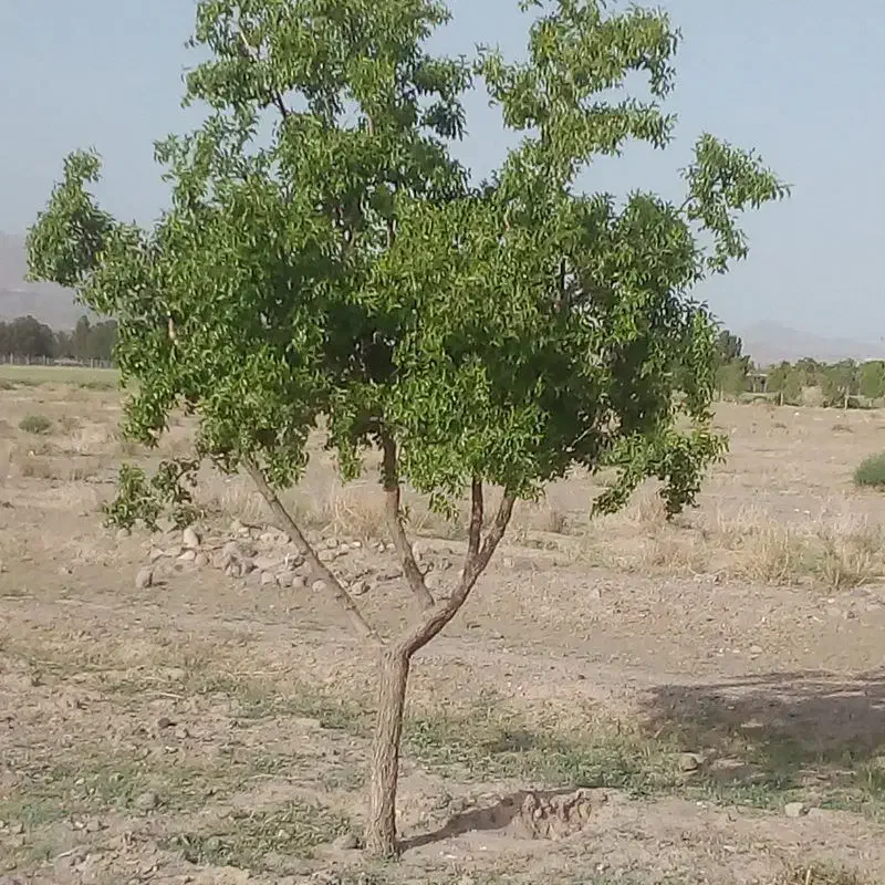 دامداری