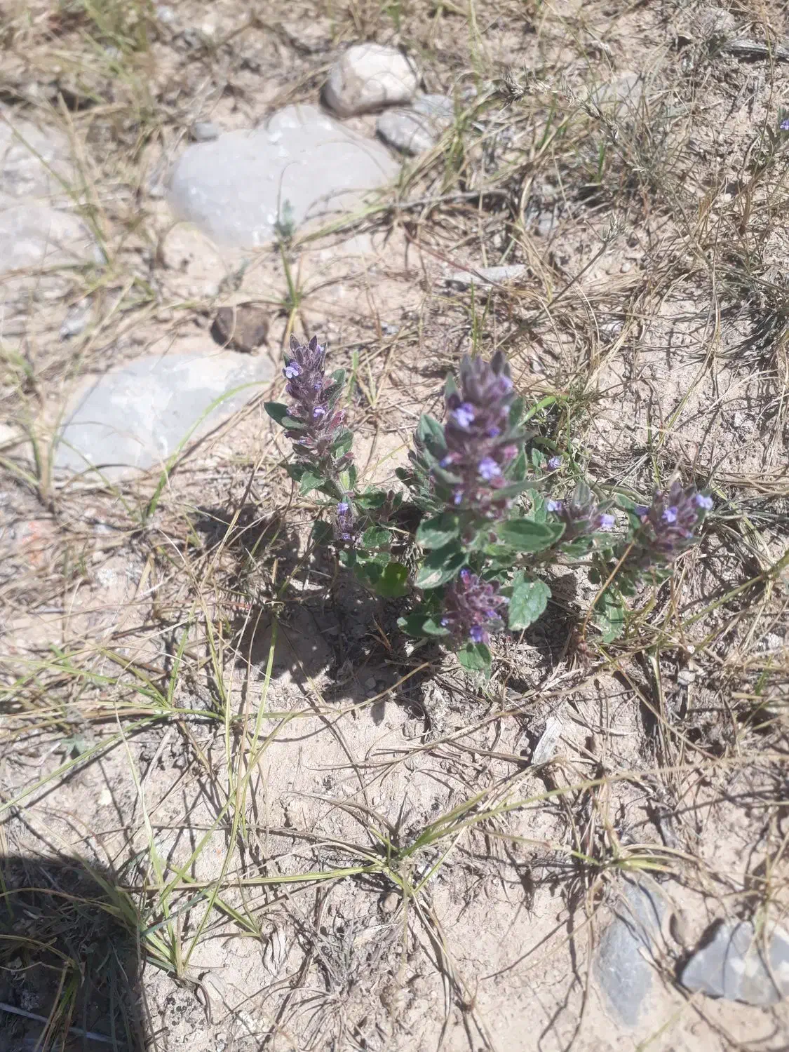 زمین داد گستری گلمکان