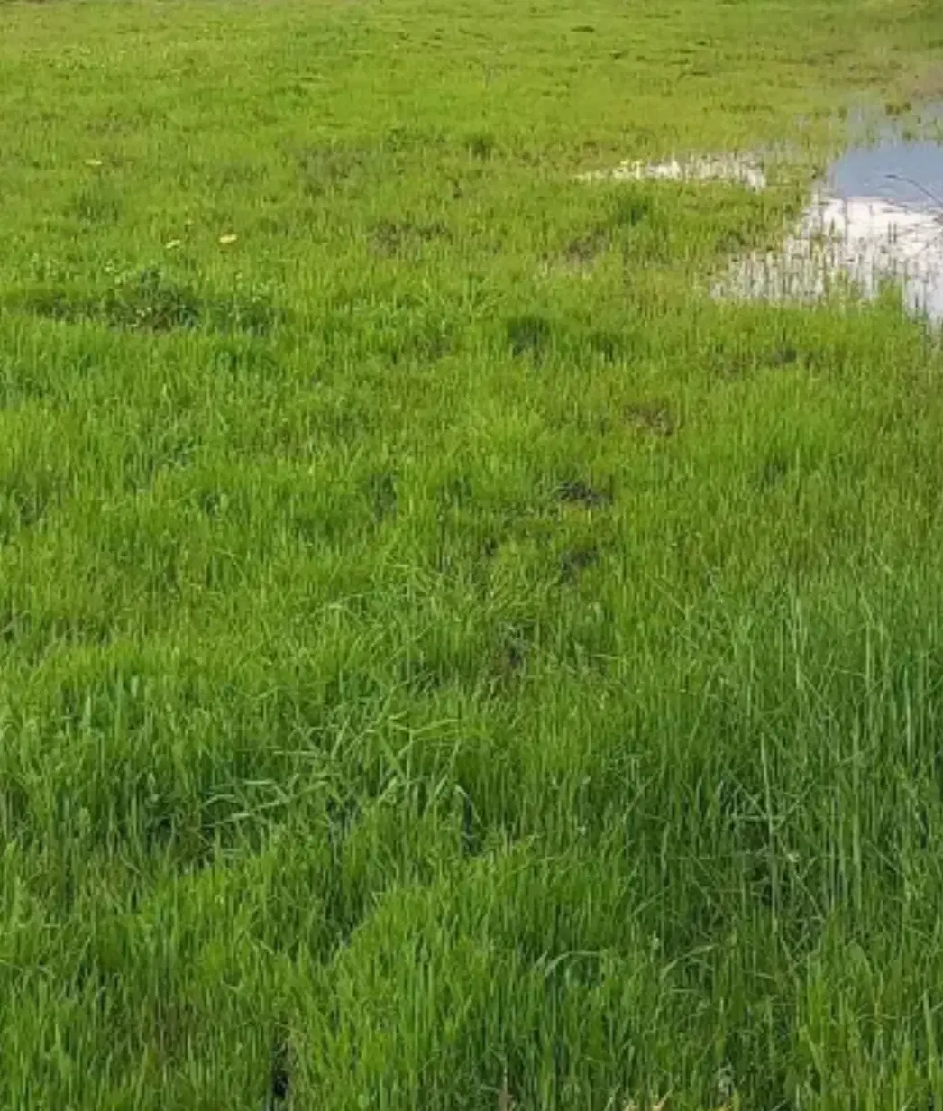 زمین کشاورزی بردرشه