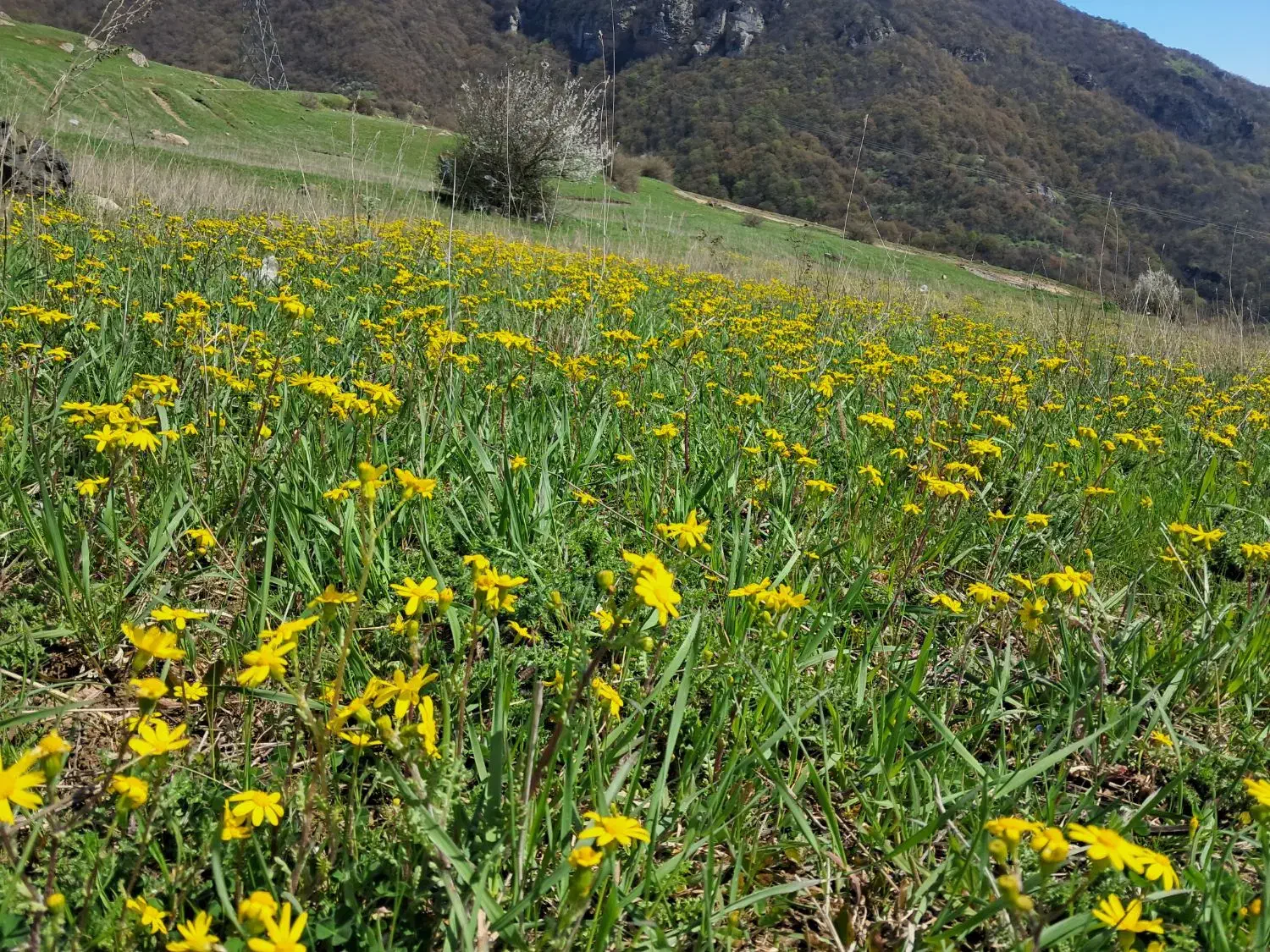 زمین میدان کبوتر