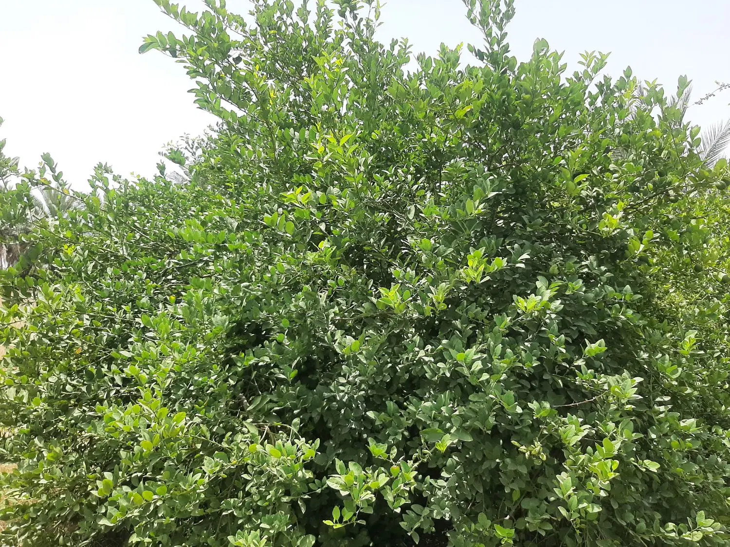 باغ لیمو(رودان)