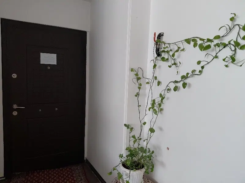 واحد ۵۳ متری شکوفه درودیان اجاره