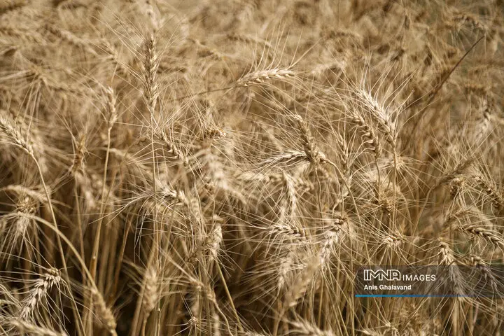 اجاره زمین کشاورزی