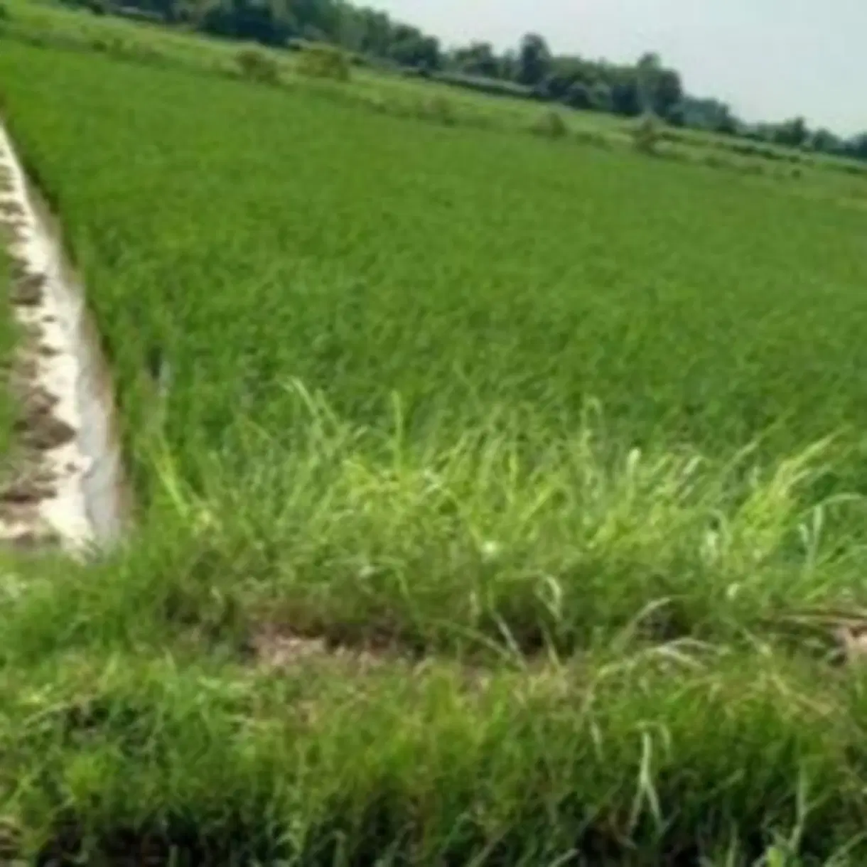 زمین استثنایی شالی