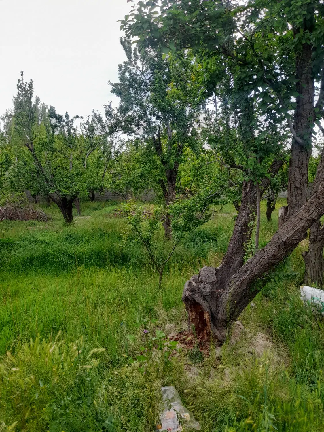 ۲۹۰مترباغچه ( بکه باغ دشت )