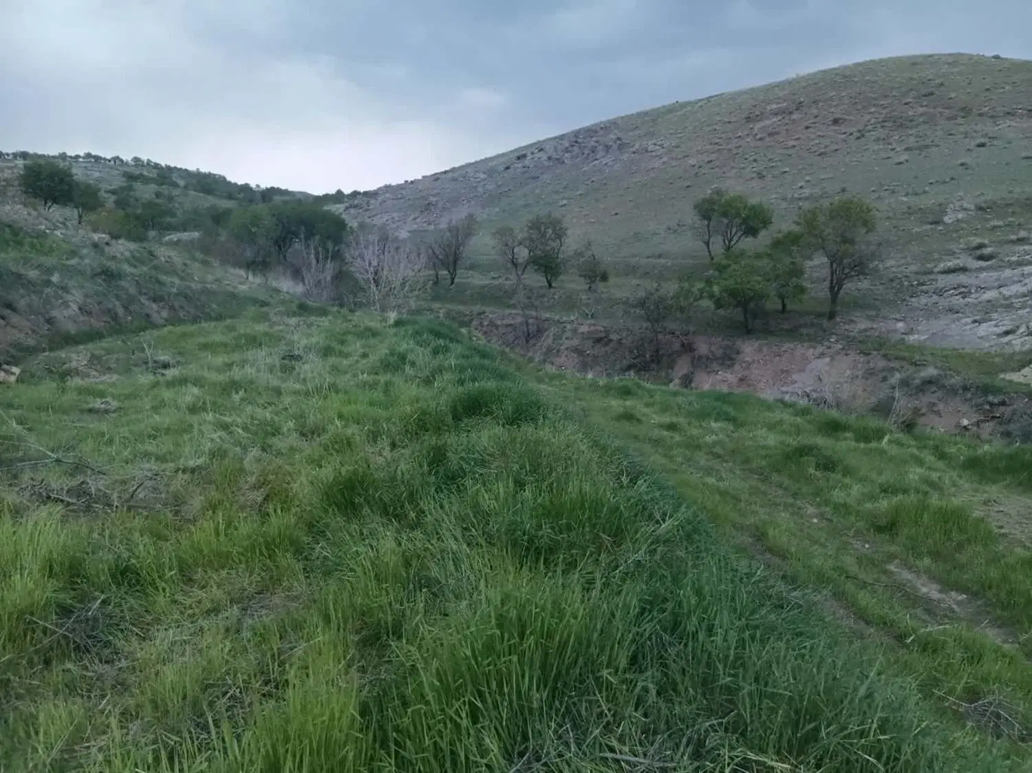 زمین کشاورزی ویلا باغی اردبیلک