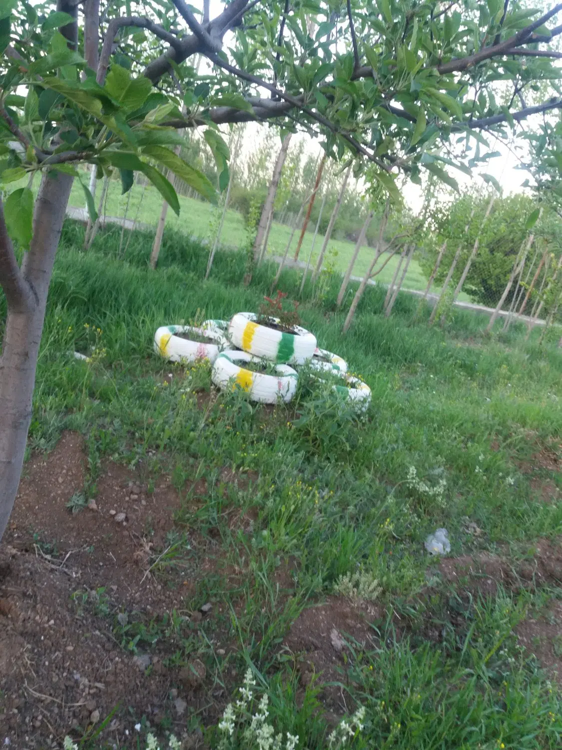 باغ