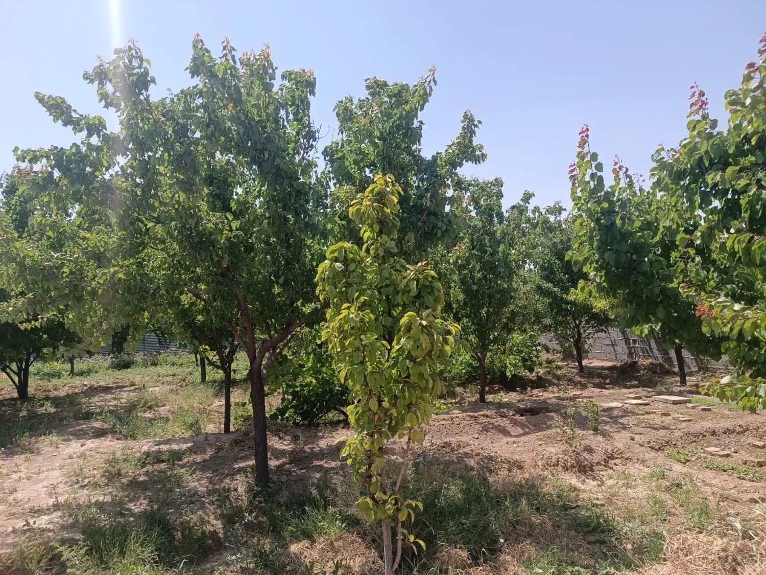 باغ ۱۰۰۰ متری مثمر