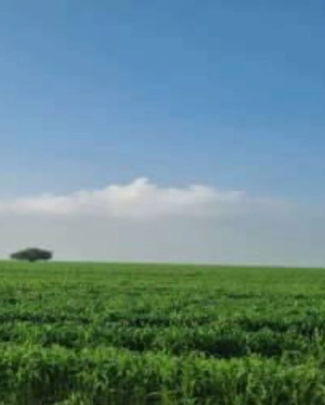 اجاره ۱۰۰هکتار زمین کشاورزی آبی