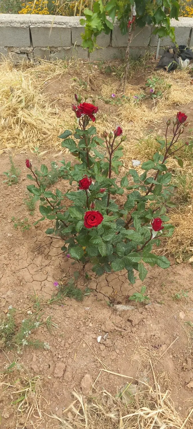 زمین مجوز دار مناسب خانه باغ