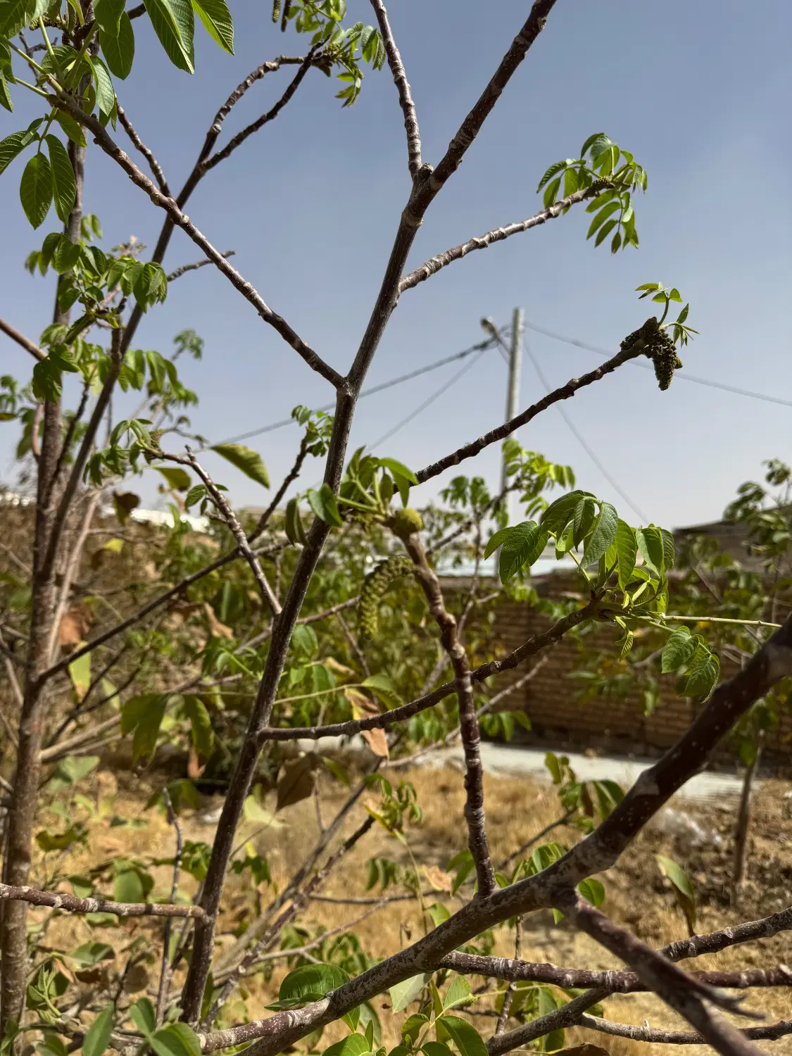 ملک کلنگی زمین