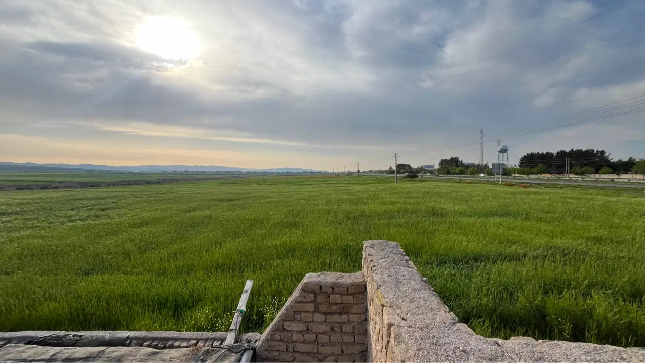 زمین زعفران