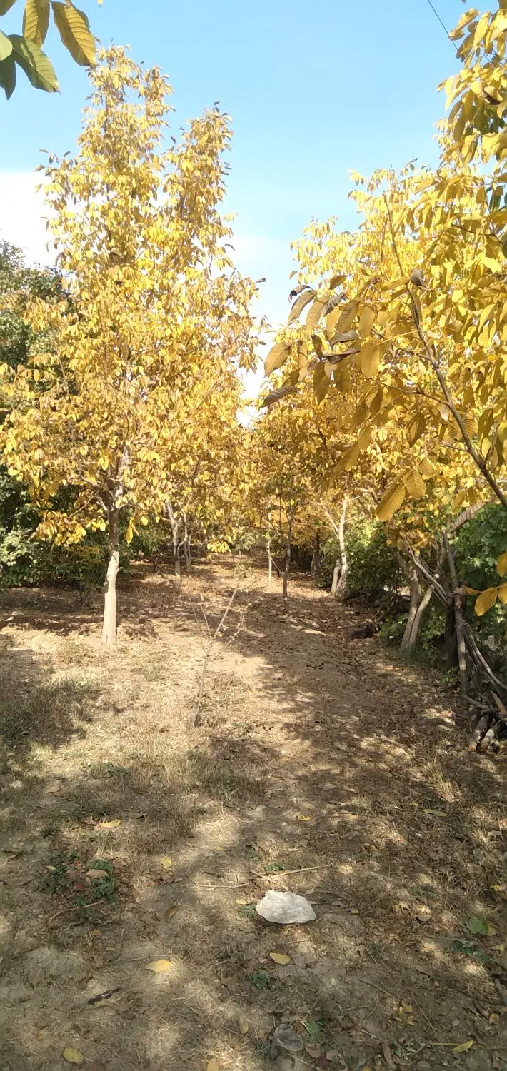 زمین کشاورزی