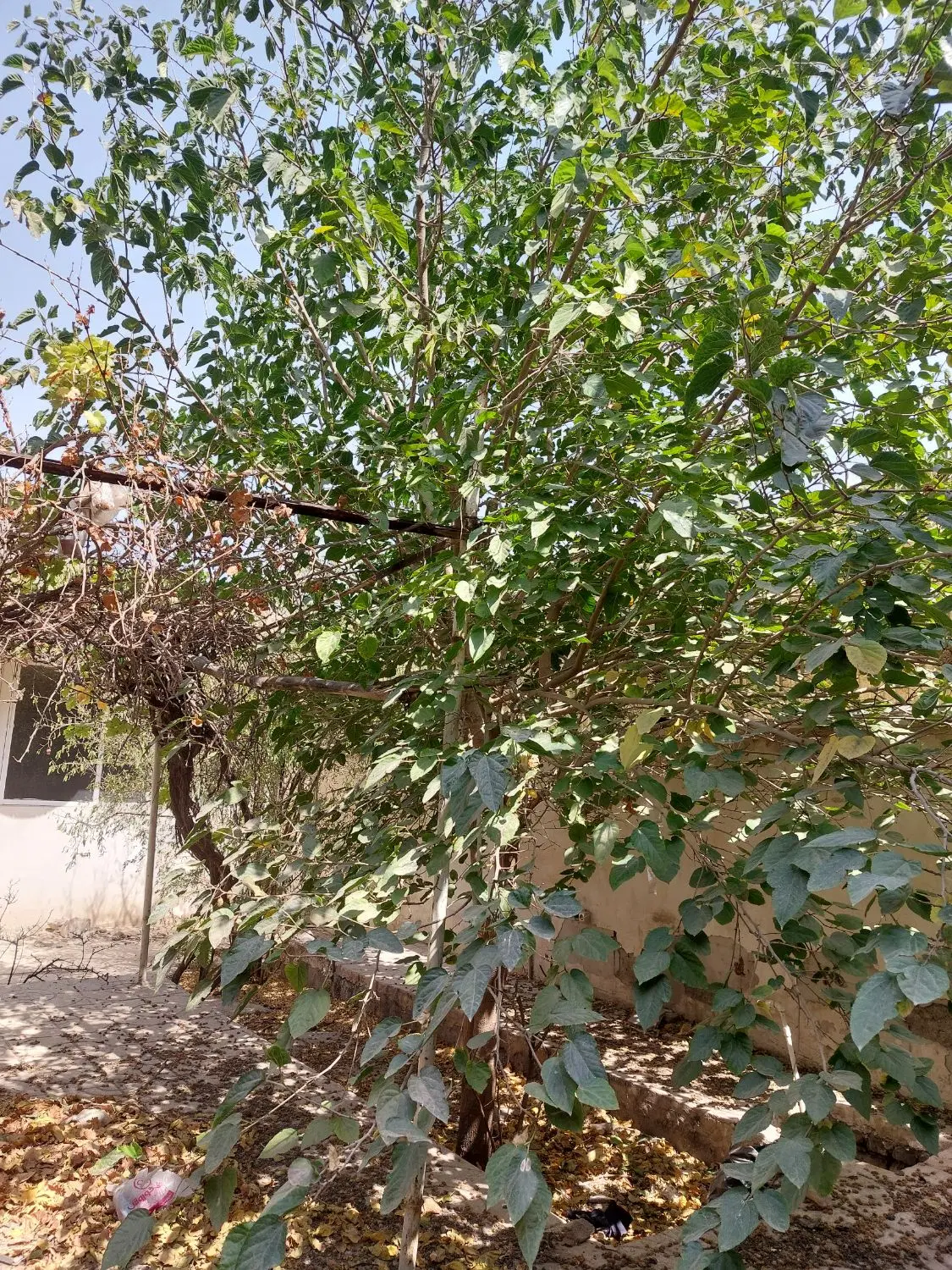 خانه ویلایی