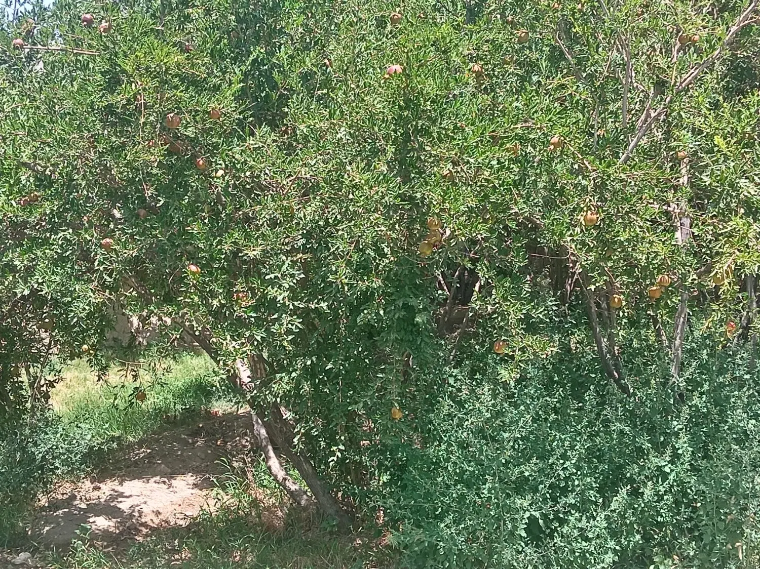 باغ و استرخ