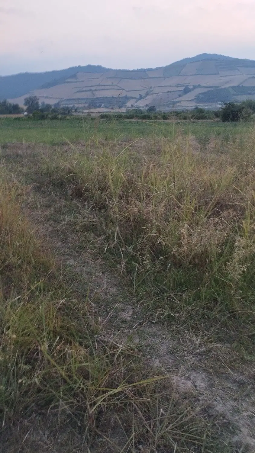 سیصد متر زمین کشاورزی بر آسفالت