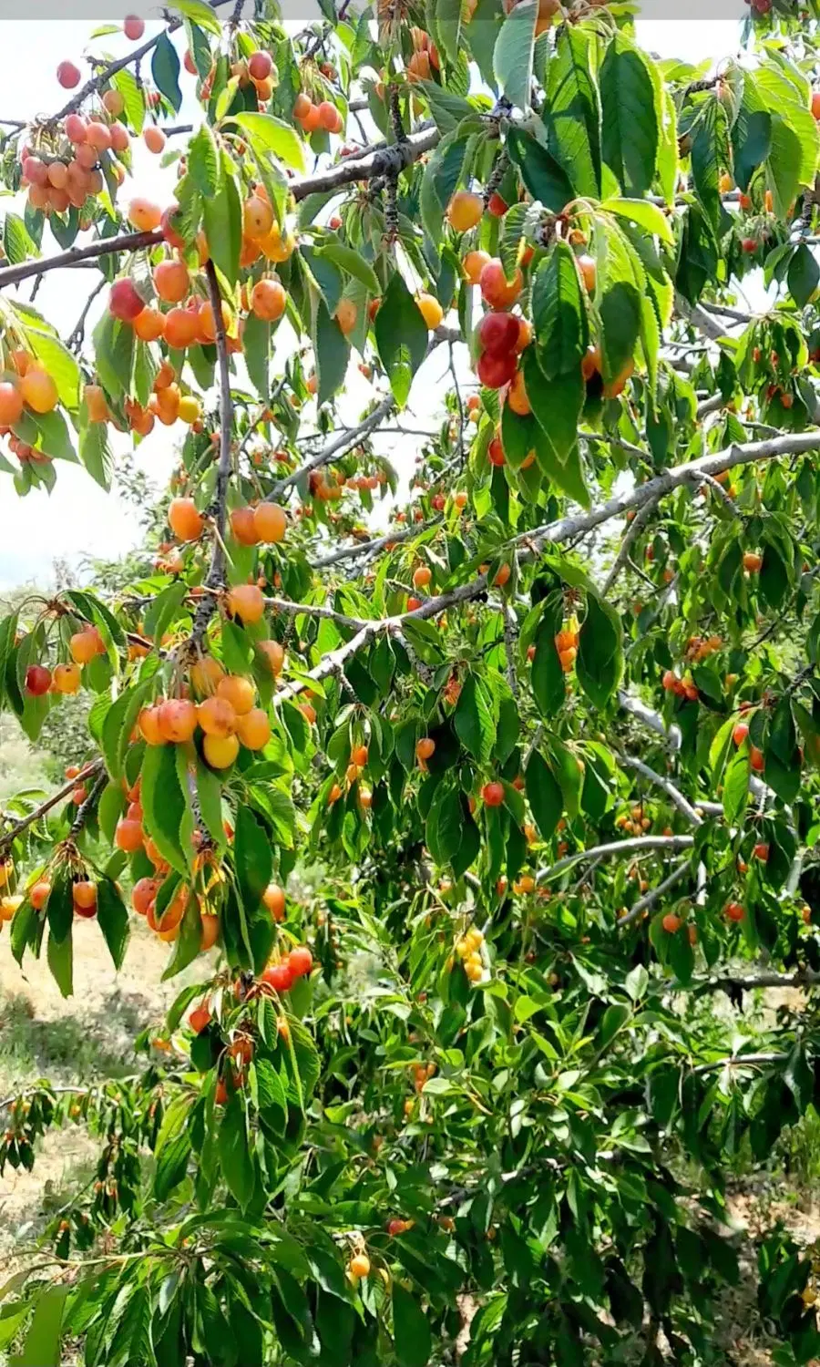 باغدر اهر