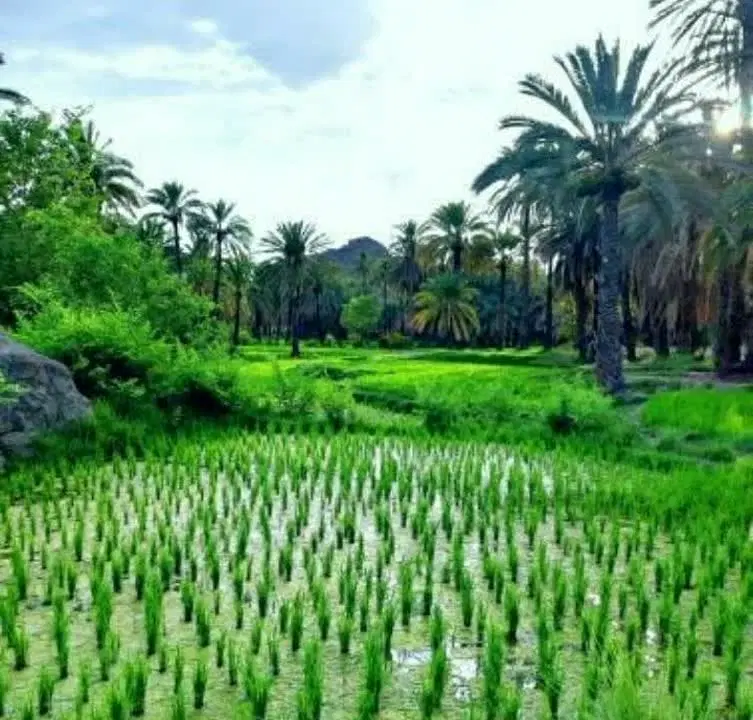 زمین کوی گلستان قطعه ۱۰۶دستجرد