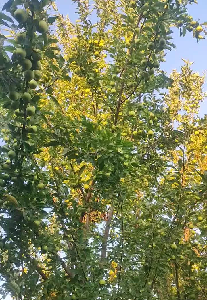 فروش باغ تک برگ سند