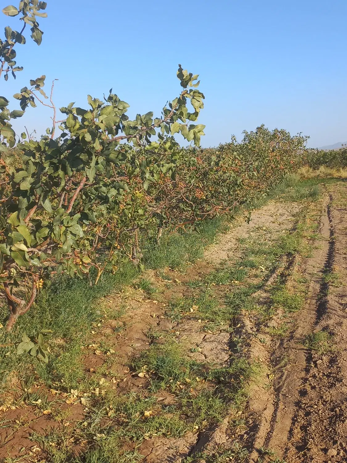 زمین کشاورزی پسته ای