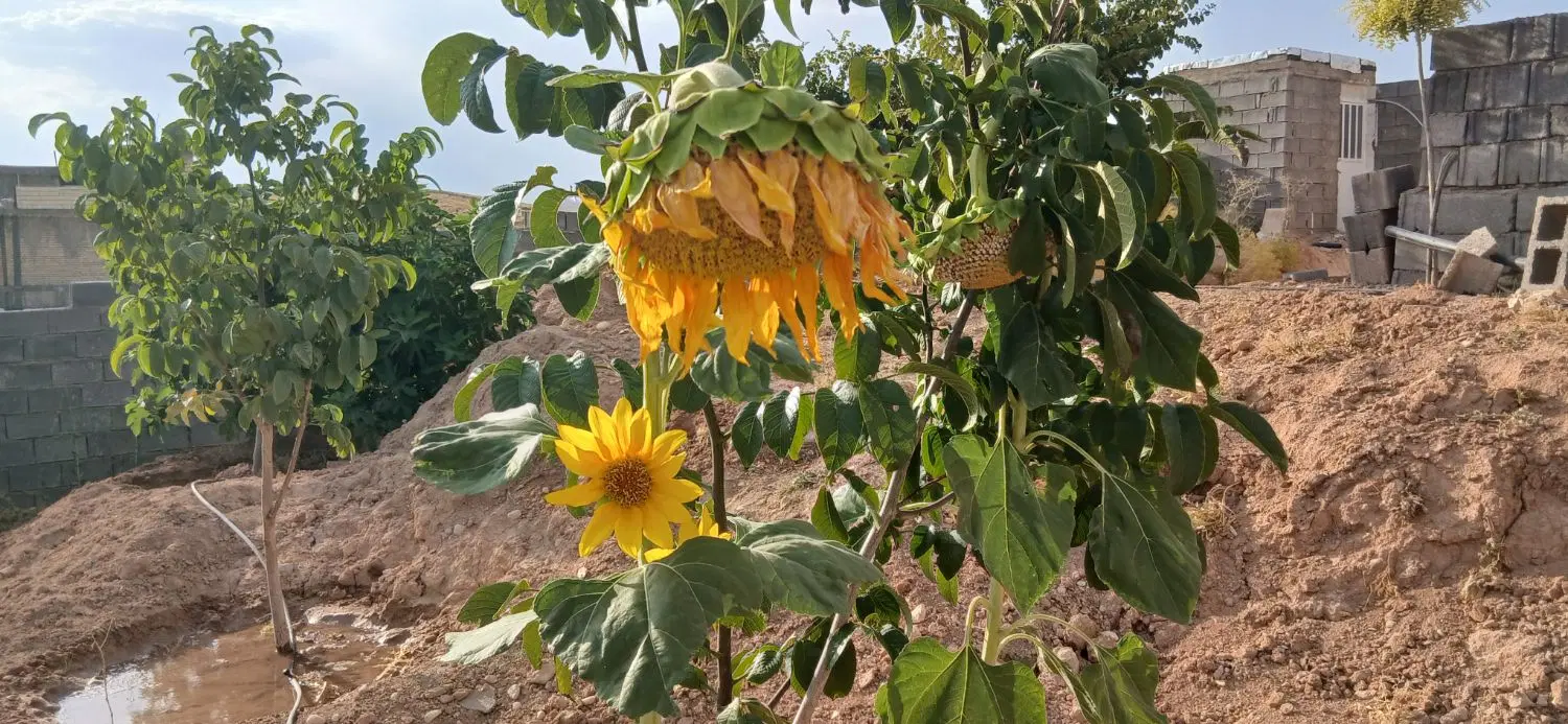 باغ شهری قره چمن