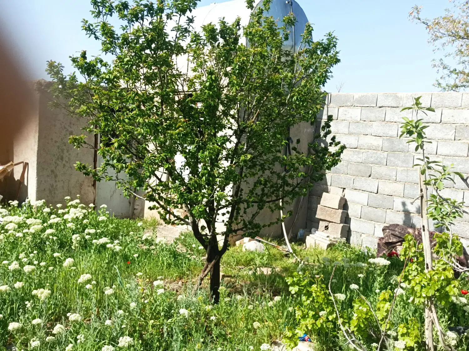 باغ باغشهر