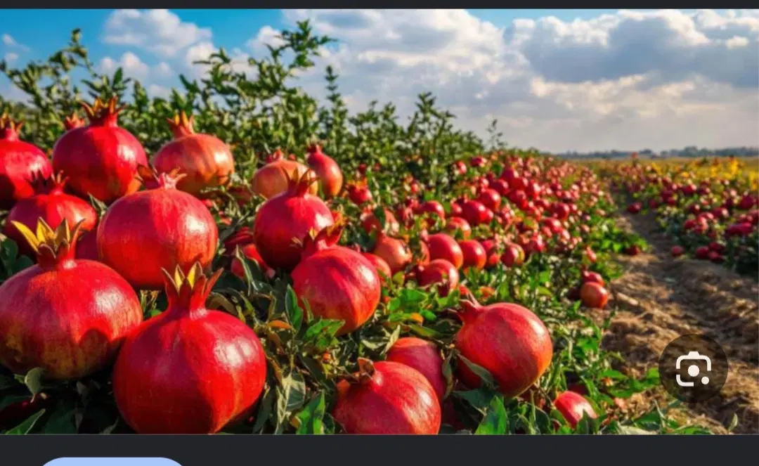باغ یک هکتار نیم والش آباد