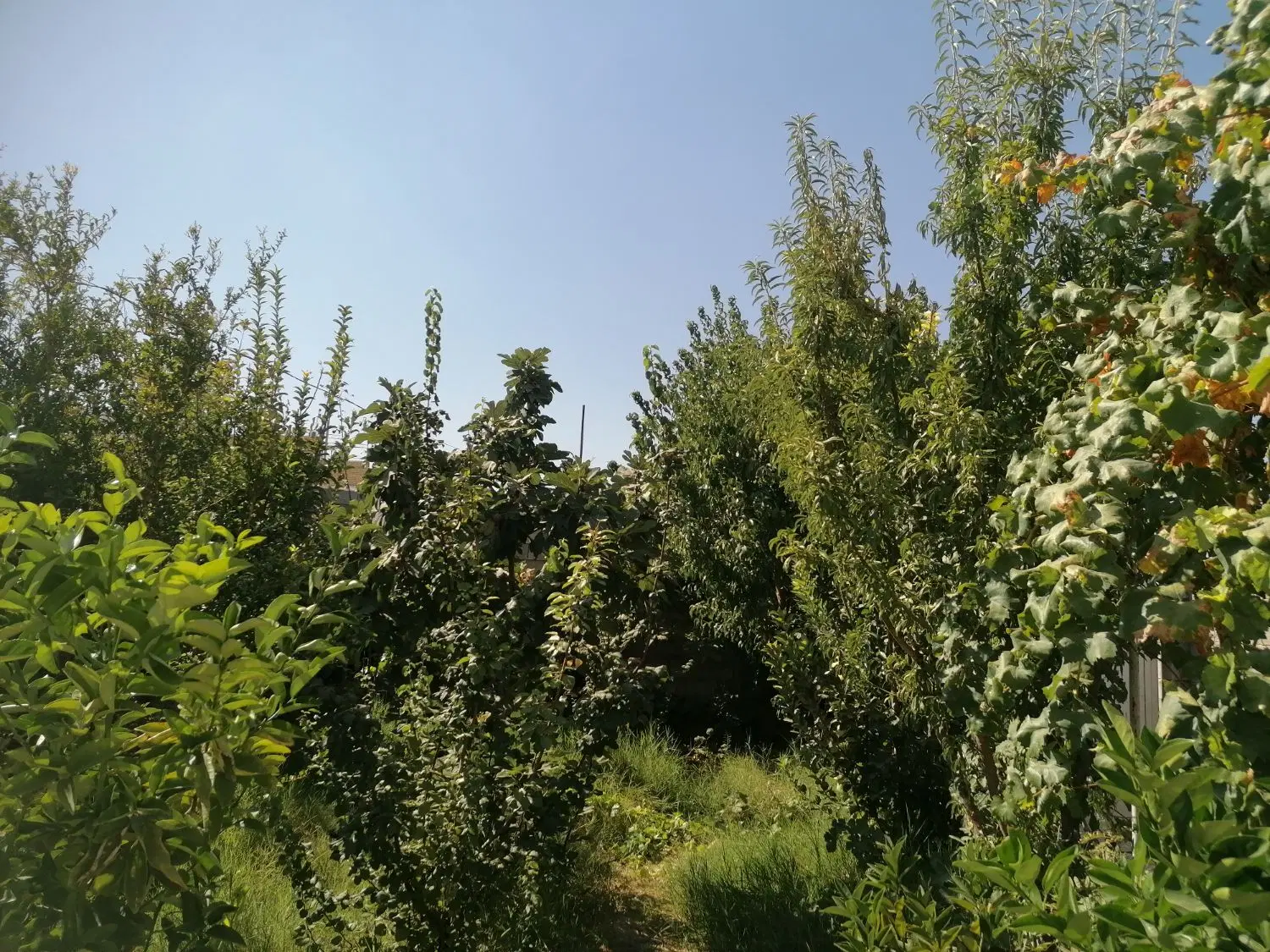 خانه باغ ویلایی و باغچه