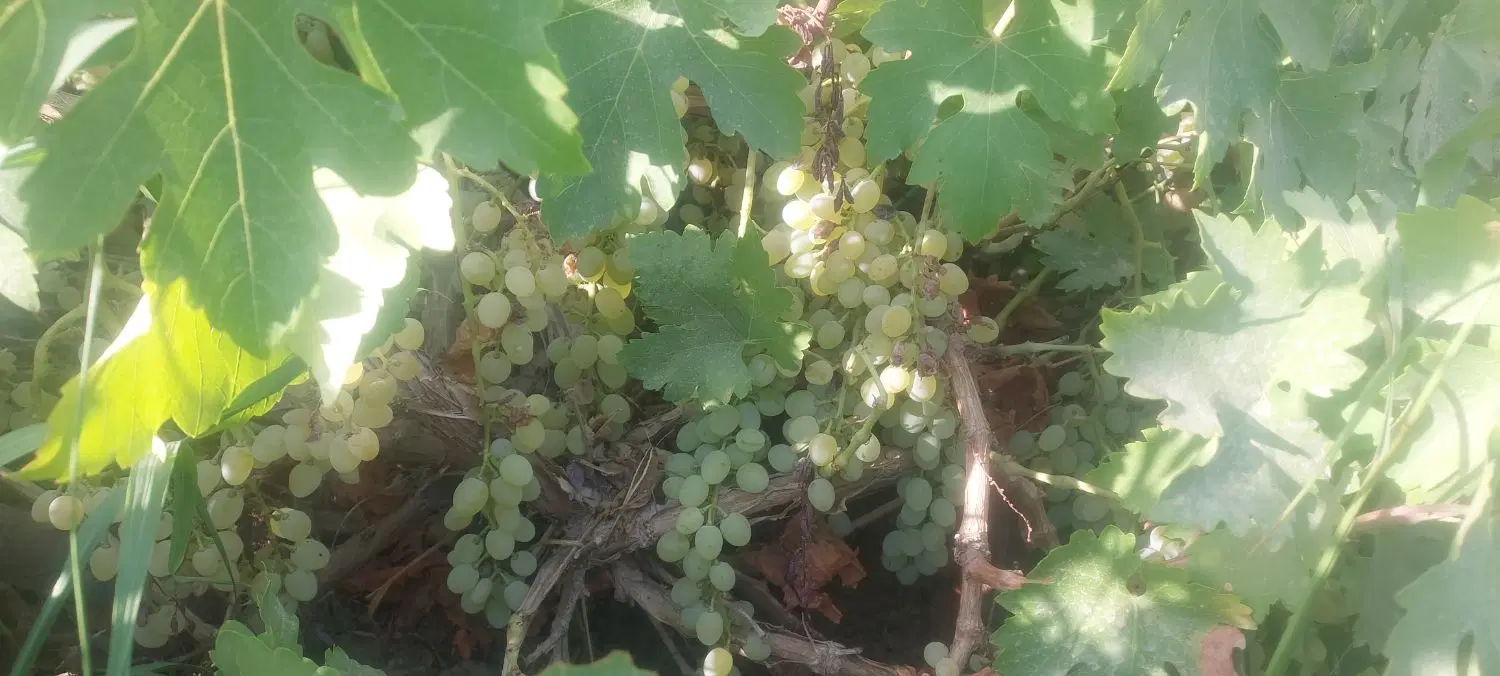 زمین باغی