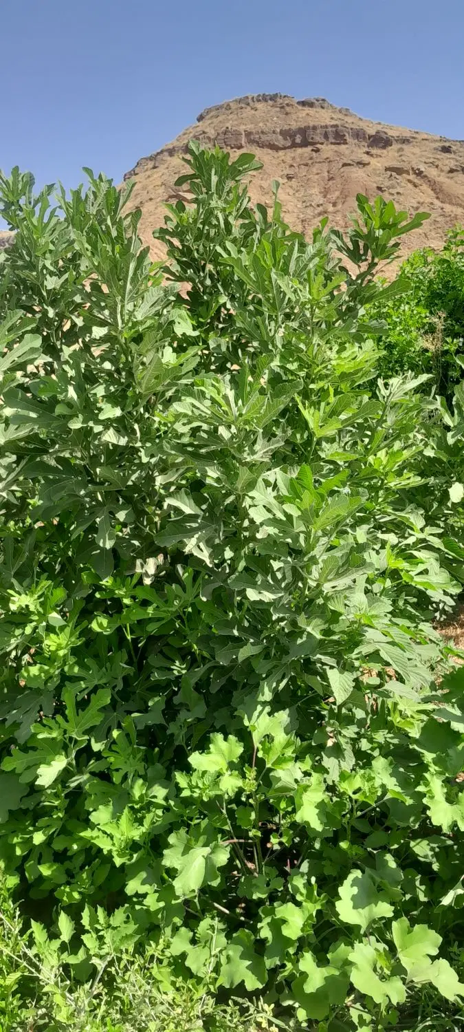 باغ انجیر