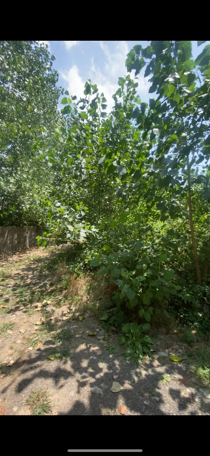 زمین ۲۰۰ متری شیت شهری