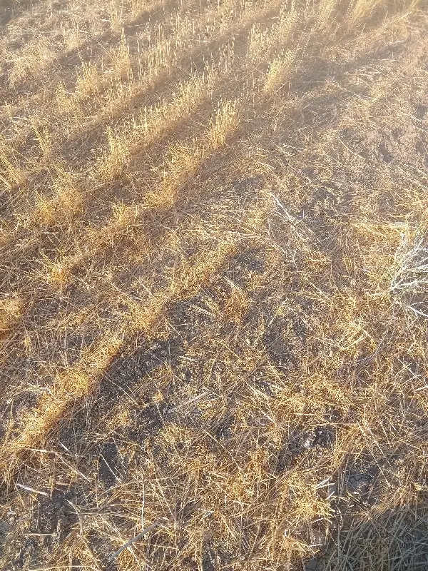 فروش زمین ب مساحت یک هکتار و 6 هزار متر