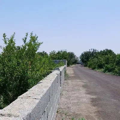 زمین باغ باغچه سند تک برگ عرصه عیان